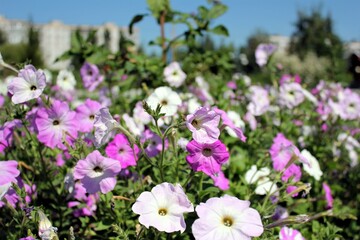 Blooming petunias on a flower bed on a Sunny day