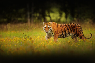 Siberian tiger (Panthera tigris tigris) in the wilderness of the taiga