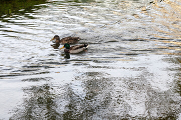 ducks in the river