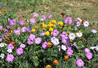 Blooming marigolds and petunias in the city flower bed