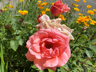 Pink rose, set amongst greenery and California Poppies in, Bradford, Yorkshire, UK