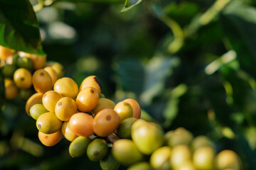 Reife Yellow Bourbon Kaffeekirschen am Strauch