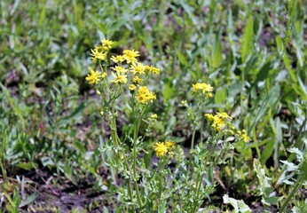 Small yellow wildflowers on a Sunny day