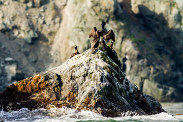 Colony of cormorants, Kamchatka Peninsula, nearby Cape Kekurny, Russia.