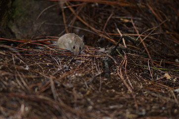 House mouse Mus musculus on the ground of a pine forest. The Nublo Rural Park. Tejeda. Gran Canaria. Canary Islands. Spain.