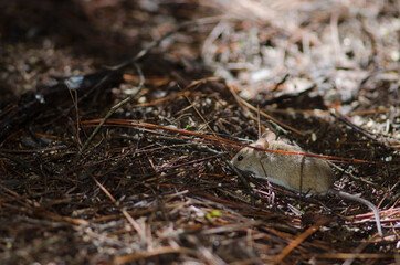 House mouse Mus musculus on the ground of a pine forest. The Nublo Rural Park. Tejeda. Gran Canaria. Canary Islands. Spain.