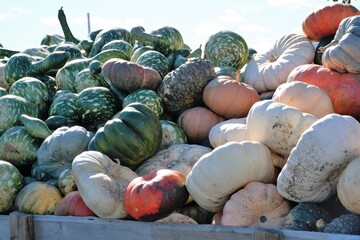 pumpkins on the market