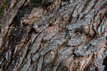 texture of the bark of an old tree with cracks