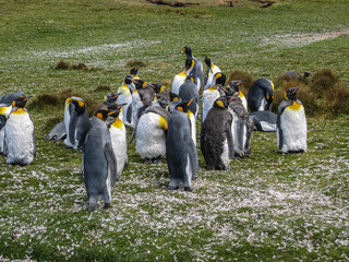 Volunteer Beach, Falkland Islands, UK - December 15, 2008: Young King Penguin grouip at colony...