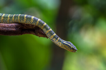 Temple pit viper on tree branch