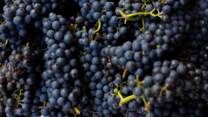 close-up of a heap of blue grapes, texture, natural fruit composition