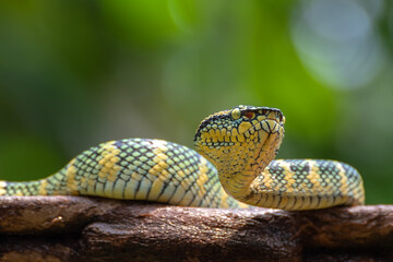 Temple pit viper on tree branch