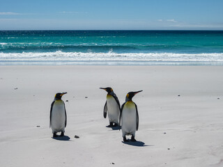 Obraz premium Volunteer Beach, Falkland Islands, UK - December 15, 2008: 3 King Penguins stand on white sand in front of surf of azure ocean under light blue cloudscape.