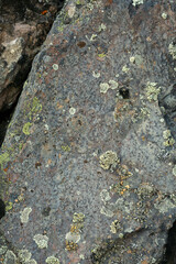 Rock surface with lichen and moss texture. Nature colors abstract background.