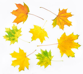 Naklejka na ściany i meble Сollection of autumn leaves isolated on a white background. 
