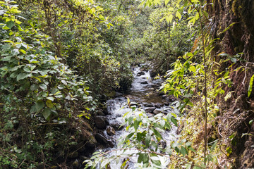 Fluss durch den Regenwald