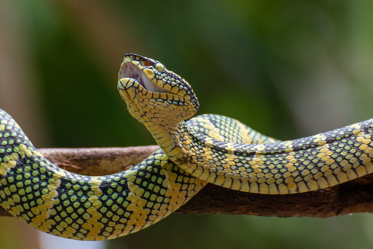 Temple pit viper on tree branch