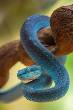 Blue viper on tree branch