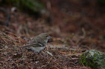 Female Gran Canaria blue chaffinch Fringilla polatzeki. The Nublo Rural Park. Tejeda. Gran Canaria. Canary Islands. Spain.