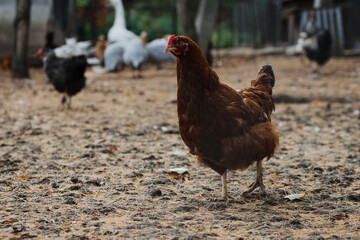 Geese, chickens and ducks on the farm, walking and eating in a special paddock.