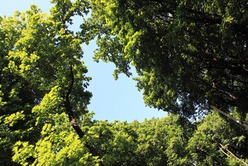 Summer sky through the branches