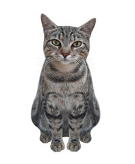 There is a gray sitting cat. White background. Isolated.