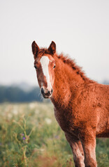 foal in the meadow