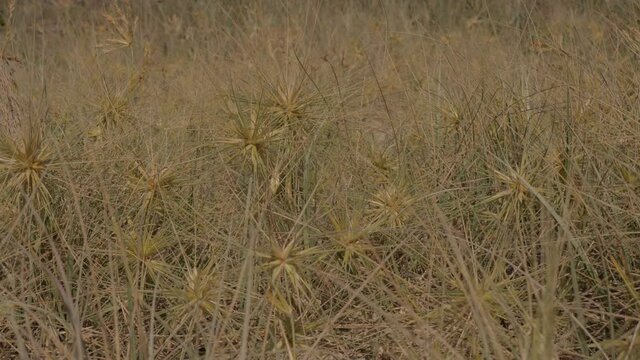 Spinifex Littoreus Grass - Ravan&rsquo;s Mustache On The Beach -  Lennox Head, NSW, Australia. - close up sideways