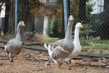 Geese, chickens and ducks on the farm, walking and eating in a special paddock.