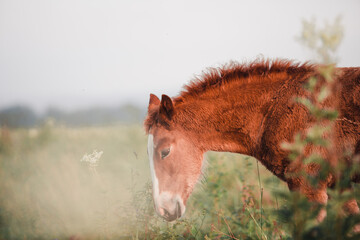 horse in the meadow