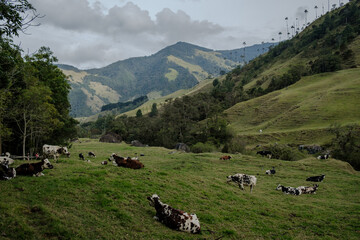 K&uuml;he auf einer Weide in Kolumbien