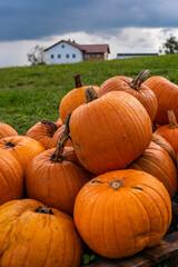 large pumpkins wet with rain lie on top of each other