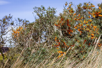 Sanddornstrauch im D&uuml;nengras