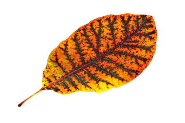 Herbstblatt auf weissem Hintergrund
