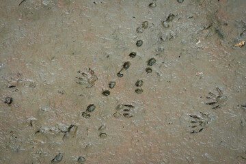 Two kinds of animal tracks crossing each other in marsh mud close up