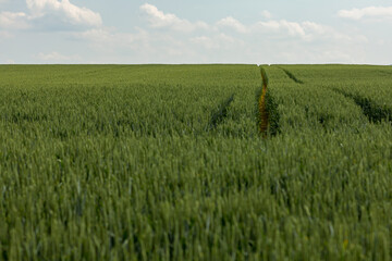 Gerstenfeld im Sommer