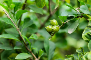Crape green tiny myrtle berries in to the flower garden