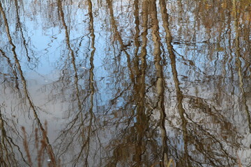 trees are reflected on the surface of water that was used in industry