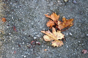 Dry autumn leaves on the street. Top view.