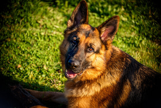 Close-up portrait of German Shepherd dog looking directly into the camera lying in the grass. Look directly at the photographer with his face turned and attentive, his mouth ajar and his ears pricked