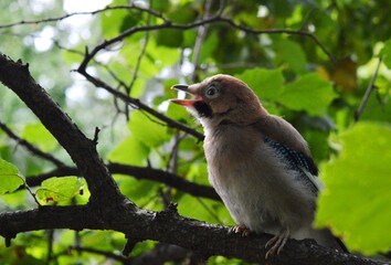 a bird sings on the branches