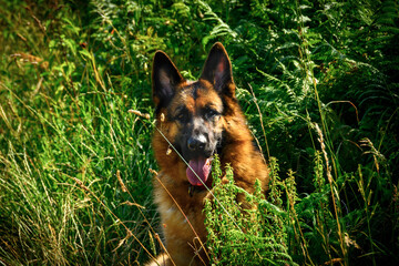 Close-up portrait of German shepherd dog looking directly at the camera lying between very high grass, as if hidden or camouflaged in nature, He looks at the photographer directly from the front atten