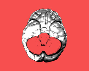 Bottom of brain illustration with blank cerebellum space