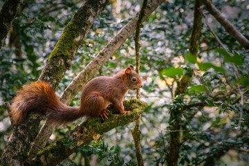 red squirrel on a tree branch