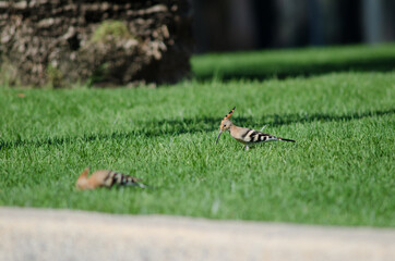 Eurasian hoopoes Upupa epops searching for food in a garden. Maspalomas. San Bartolome de Tirajana....