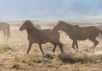 Fototapeta premium Wild Horse Stallions Running Across the Utah Desert