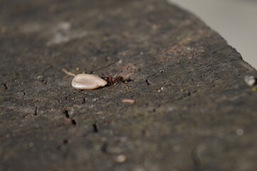 the ant pulls the seeds of the plant
