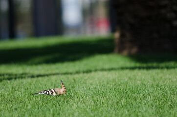 Eurasian hoopoe Upupa epops searching for food in a garden. Maspalomas. San Bartolome de Tirajana....