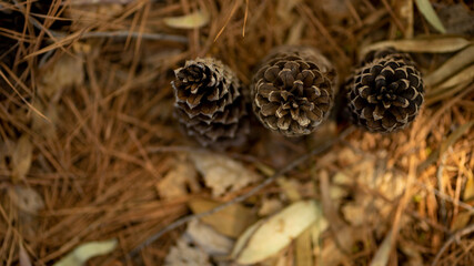 naturaleza, piñas de pino, árbol, piñas, macro, insecto, café, verde, sucursal, oruga, fábrica, close-up, bosque, animal, navida, cono, otoñal, close-up, abeto, picea, madera, ciclos, verano, gusano, 