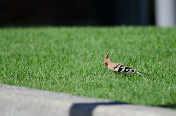 Eurasian hoopoe Upupa epops searching for food in a garden. Maspalomas. San Bartolome de Tirajana. Gran Canaria. Canary Islands. Spain.